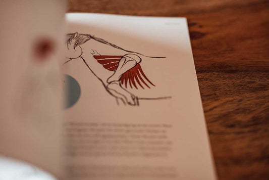 Der kleine Reitlehrer - das Gebäude des Islandpferdes